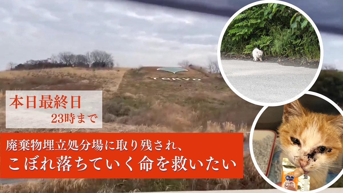 【東京の廃棄物埋立処分場でのレスキュー｜本日最終日】命をつなぎ、家族と生きる未来が、私たちのゴール。