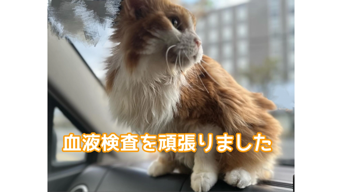 抗がん剤治療後の血液検査