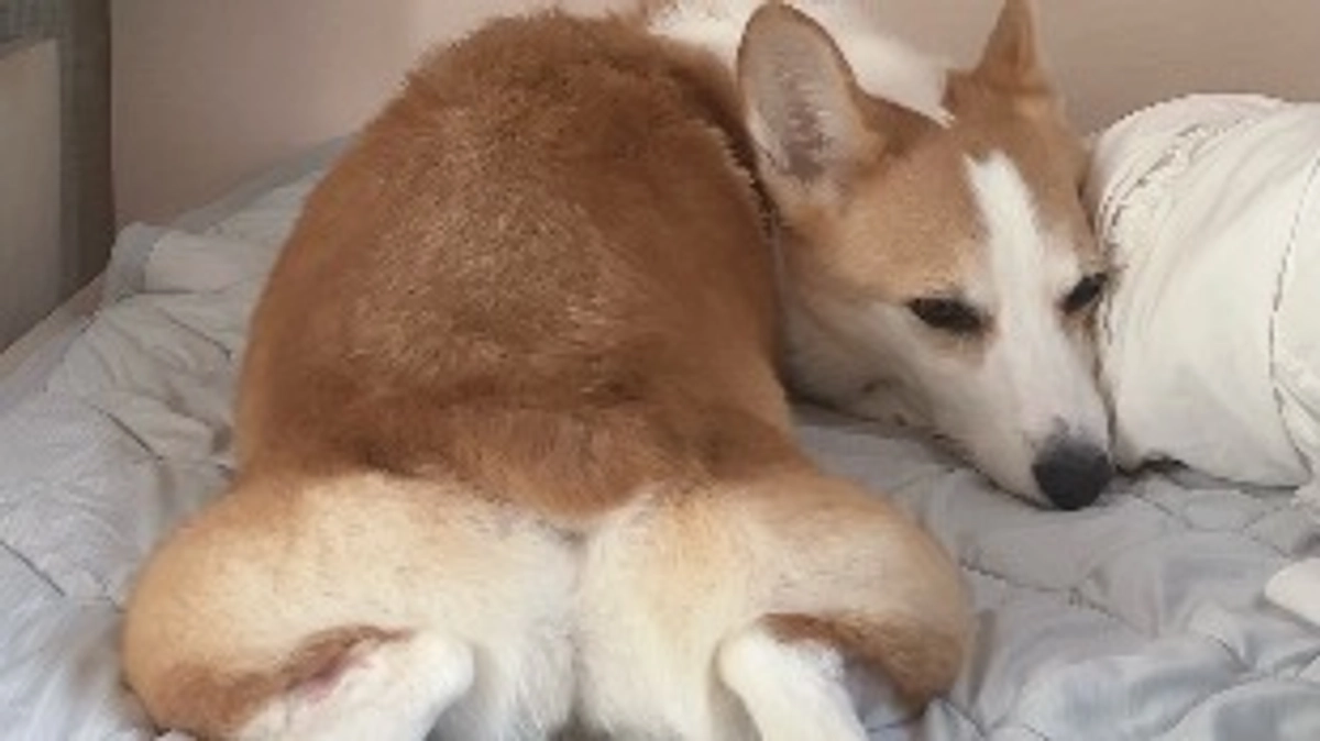 血液検査してきました！ルウちゃん元気です🌟