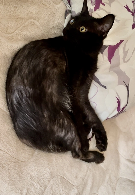 祝プロジェクト成立とあくび