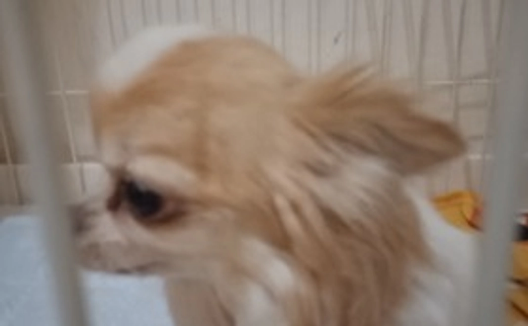 プーちゃんからのお礼②