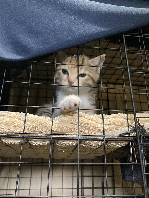 子猫発見！！ただ別の子⑥里親募集