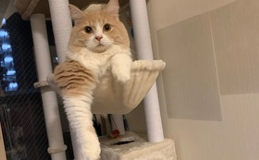 感謝のメール&画像1枚（A）