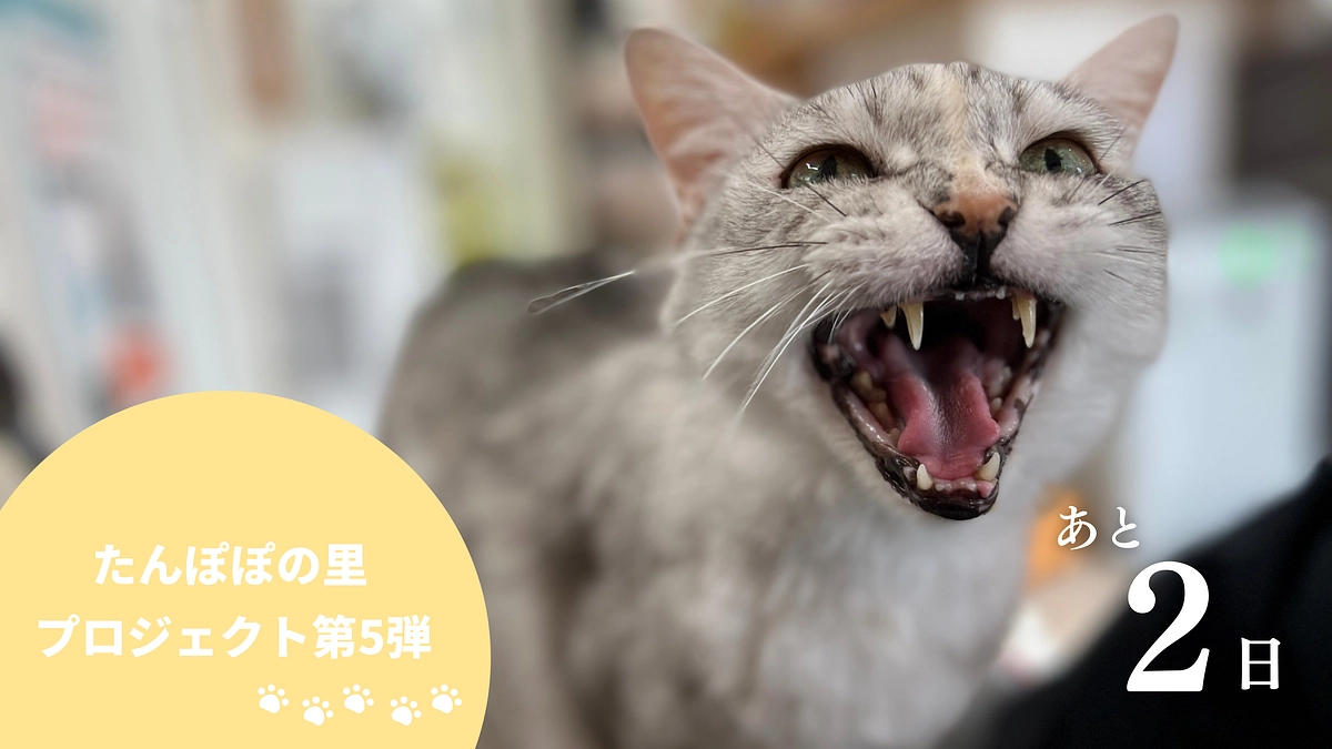 終了まで残り2日！