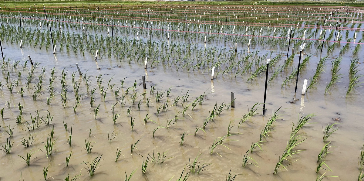 毎日小学生新聞に掲載されました！