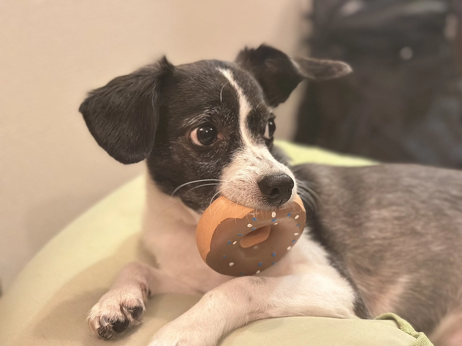 プロジェクト公開されました