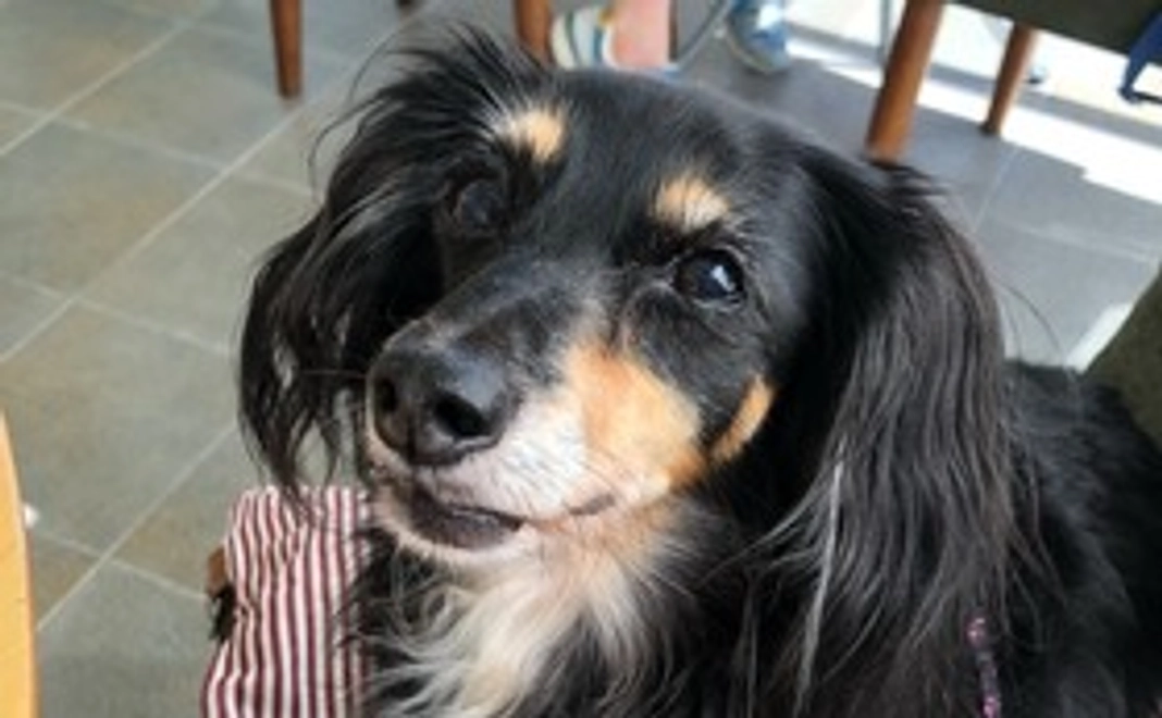 ココアへの応援