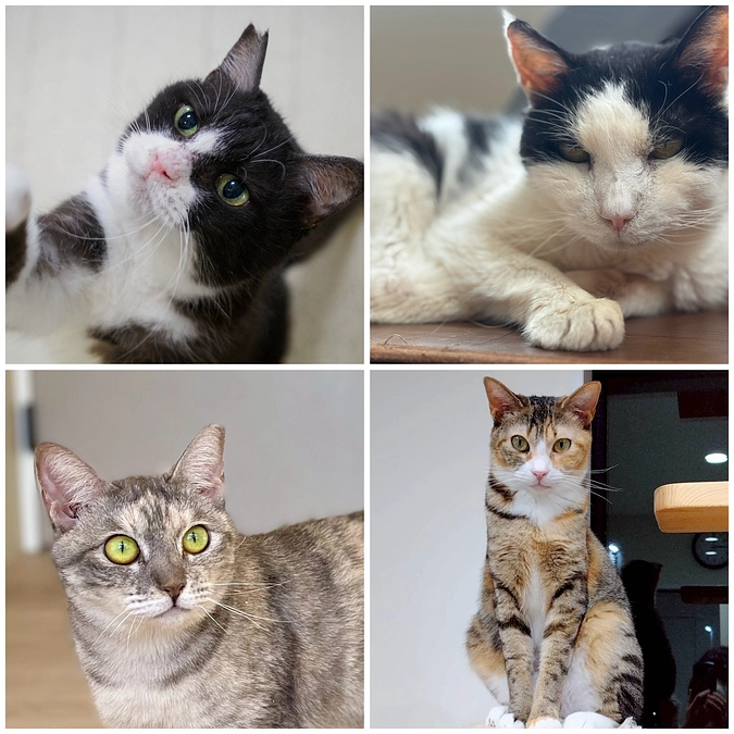 あわねこシェルター便り～医療～