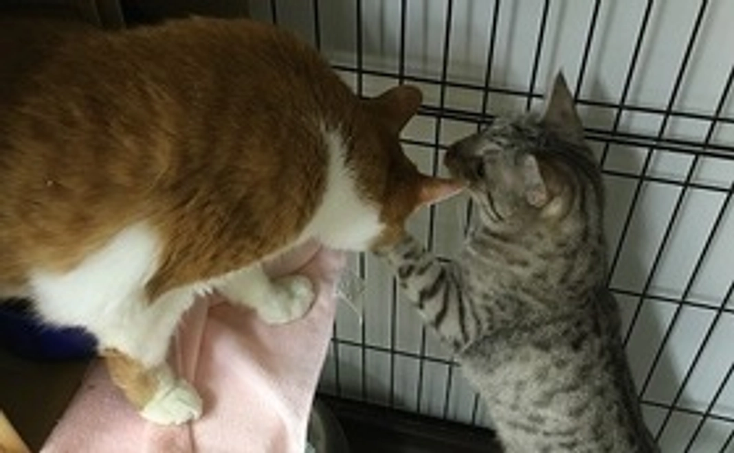 猫とのふれあい交流スペース「ひだまりねこ」の利用券