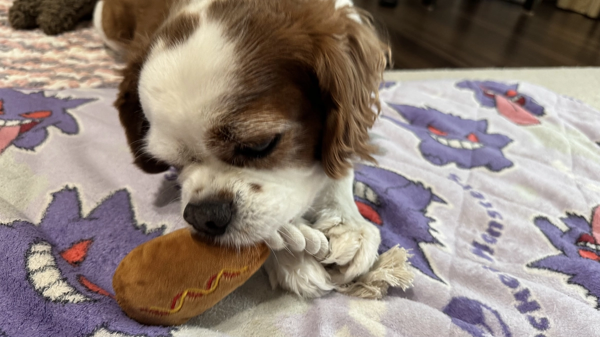 また以前のように遊んであげたい。【14日目】