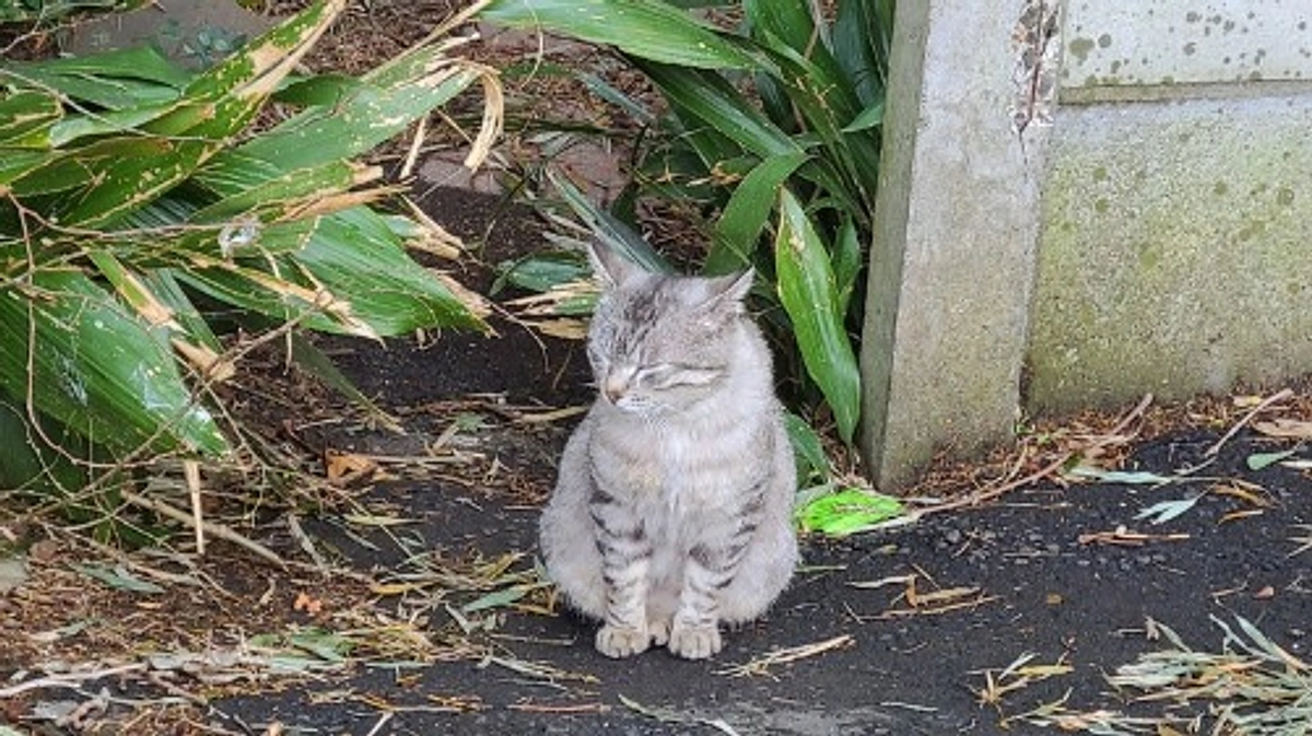 【支援者様100人まであと1人！】猫たちにも人間と同じく感情があり、幸せに生きる権利がある。