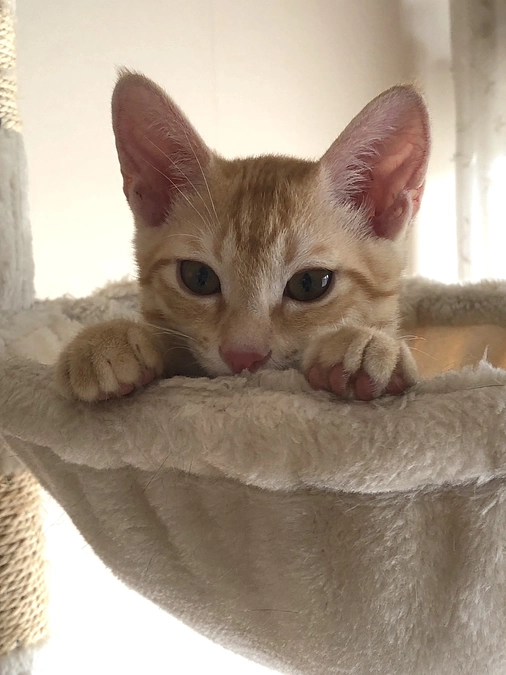 白血病の子猫　　こたろうくんのお話