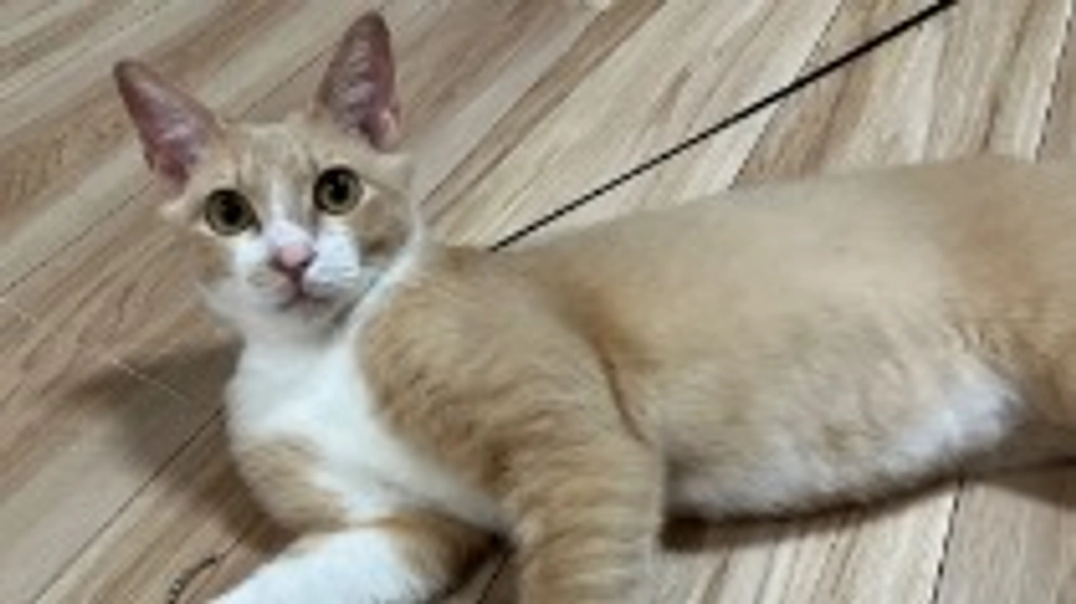 【定期診察９回目・アルブミン０.６３】