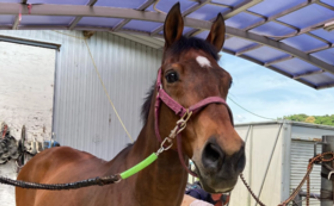 毎月応援500円コース