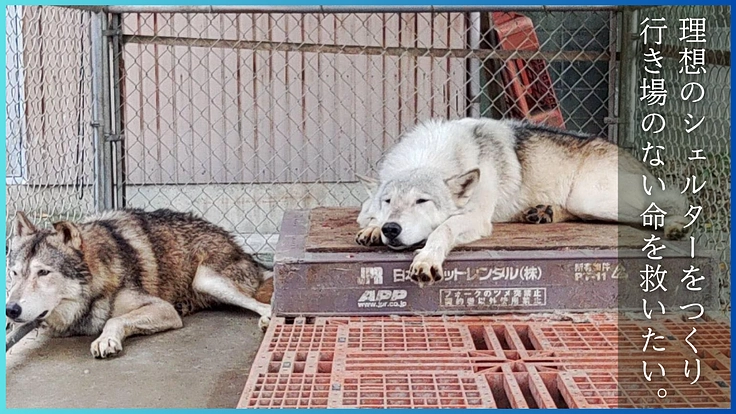 人生をかけた挑戦。行き場のない保護犬猫たちへ最後の砦をつくります！ 4枚目