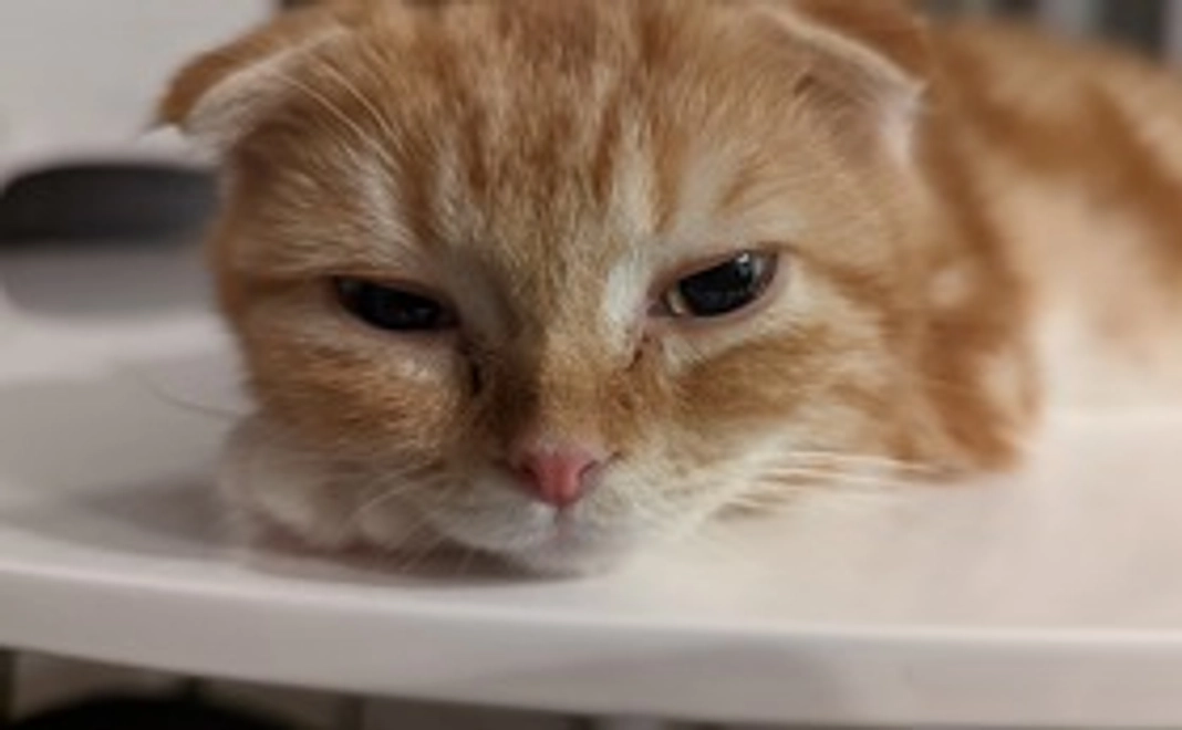 ご支援（3000円）