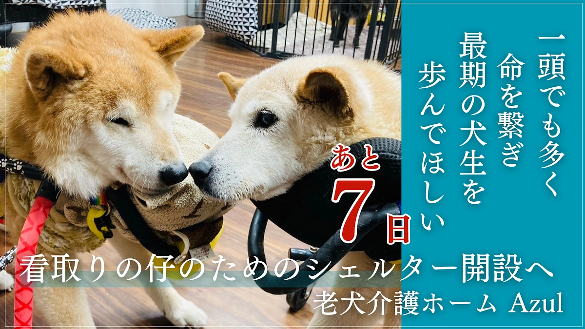 あと7日！この大きな挑戦も残り1週間…。情報の拡散をお願いします