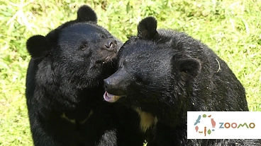 盛岡市動物公園｜ツキノワグマと人がよりよく共生できる社会を目指して のトップ画像