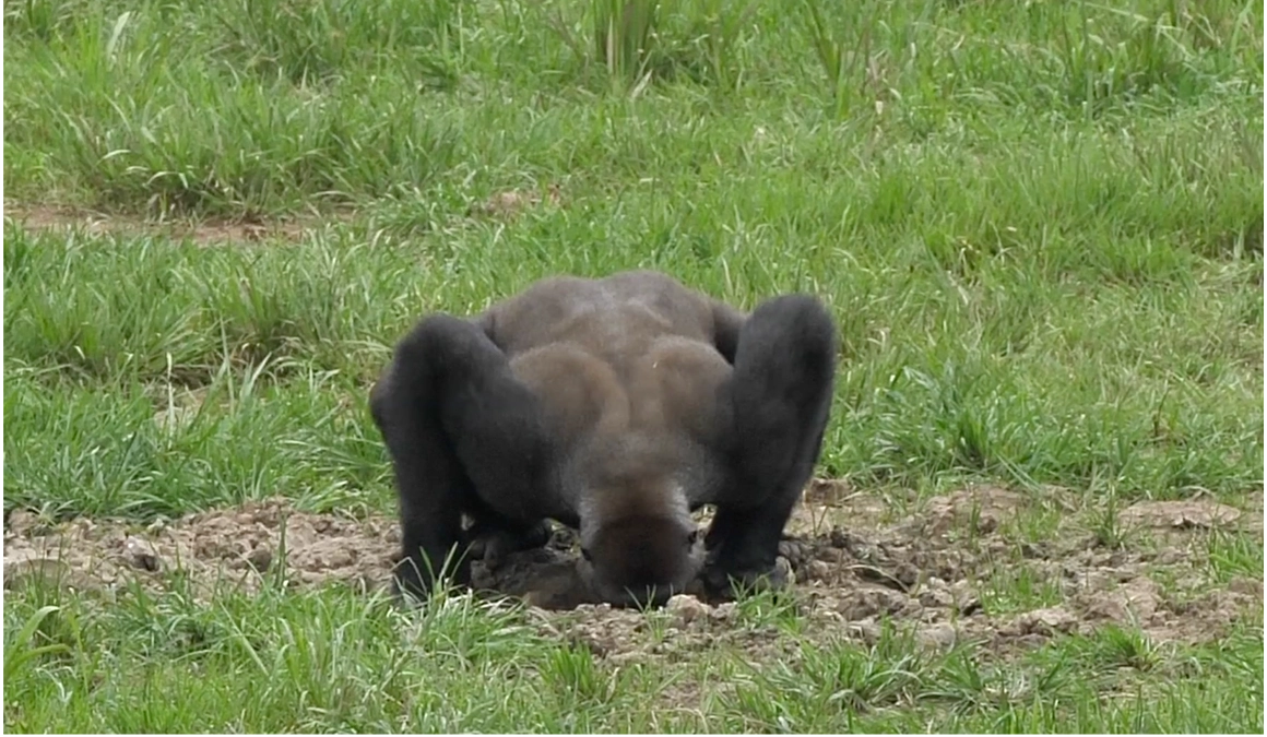 9月24日は 『World Gorilla Day（世界ゴリラの日)』🦍 🦍 🦍