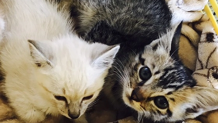 長野県一の殺処分数。飯田市で、１匹でも多くの猫の命を救いたい