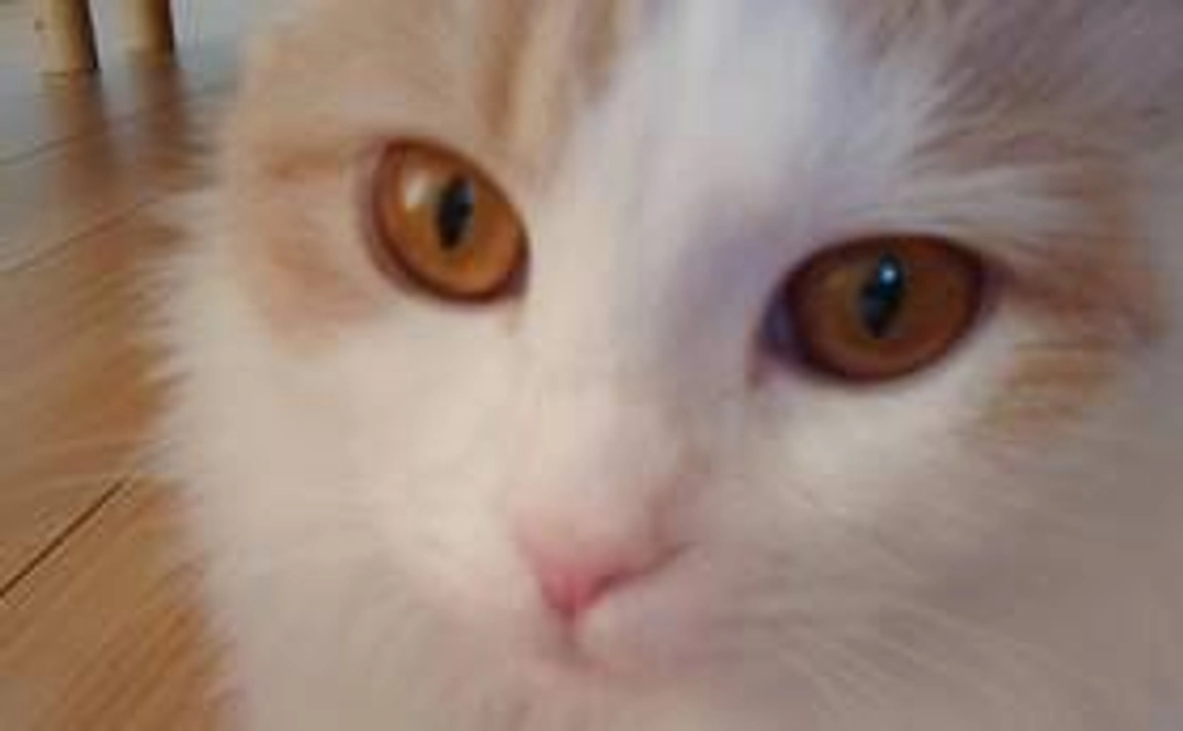 感謝のメール   (リターン不要)