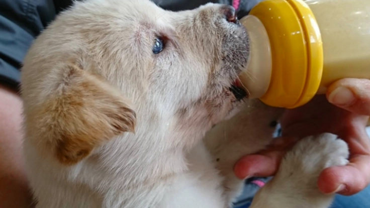 1匹でも多くの命を救う。1000匹以上の犬猫を譲渡した活動継続へ