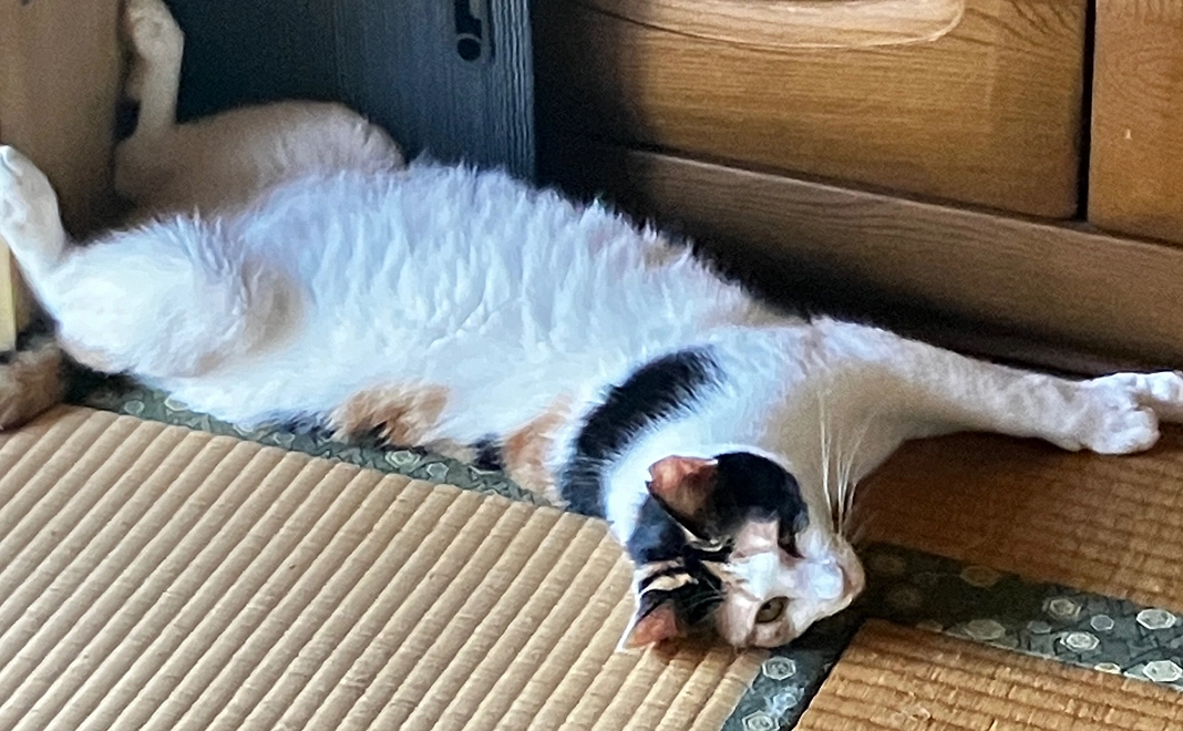 5000円支援、感謝のメッセージ