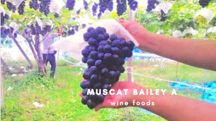 棄てられるワインの搾り粕を活用し、コクだしソースを作ります！