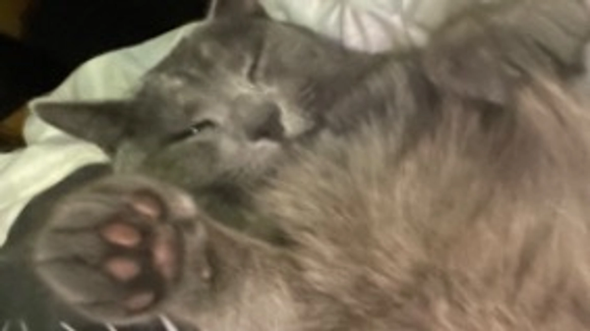 募集期間終了のお知らせとリターンに関しまして