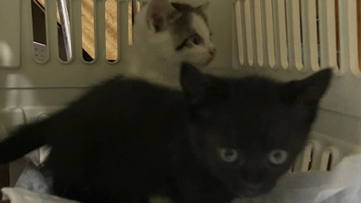 保護活動は予定通りに行くことの方が少ない……