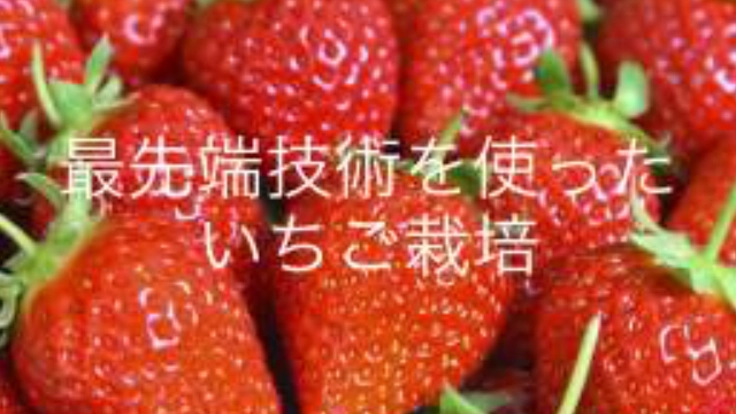 最先端技術を使ったいちご栽培