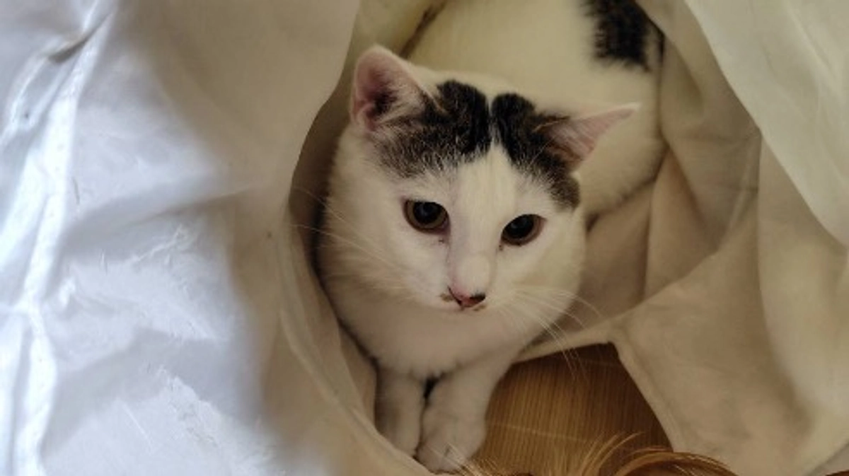 手術場所&シェルター　DIY part４