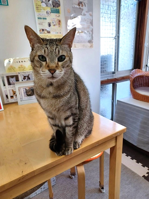 🔹腸内の病気を抱えていたショコラについてのご報告🔹 