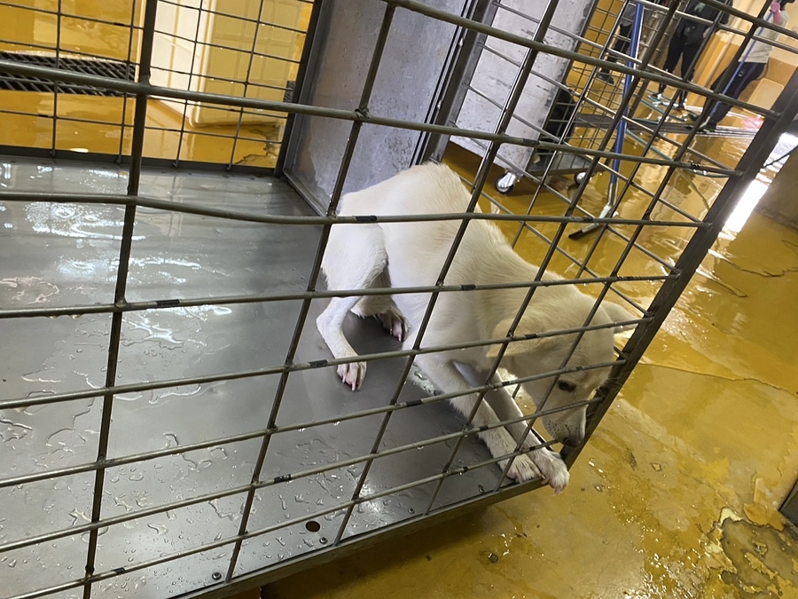 くまモンズのニナちゃん