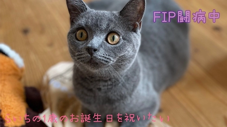 らいちを助けたい‼︎四国でも寛解まで繋がることを証明したい‼︎