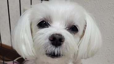 [僧帽弁閉鎖不全症]の愛犬しずくを手術で救いたい のトップ画像