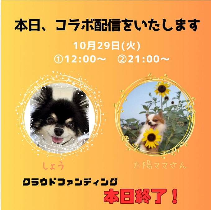 最終日🔥12時〜と21時〜インスタライブをいたします🐾