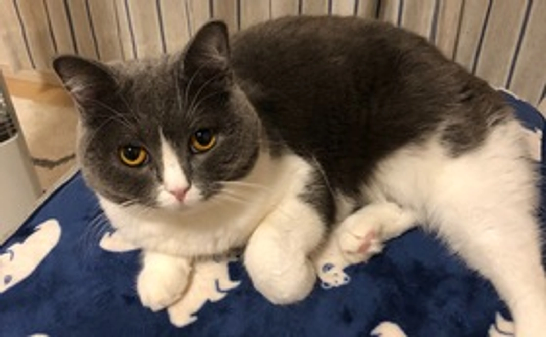 ルナちゃんファイトコース