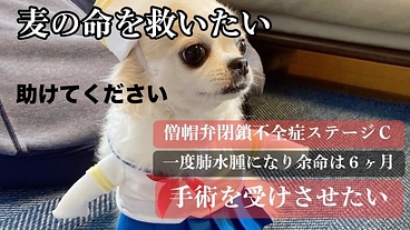 心臓病である僧帽弁閉鎖不全症と闘う　麦の命を救ってください のトップ画像