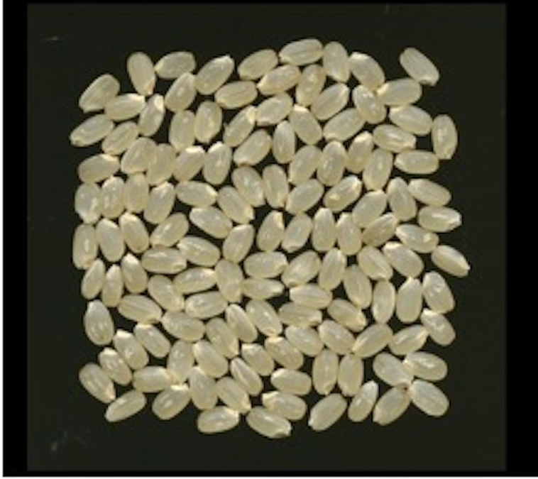 【あと4日】気象学がご専門の新潟大学理学部本田先生より応援とコメントいただきました！