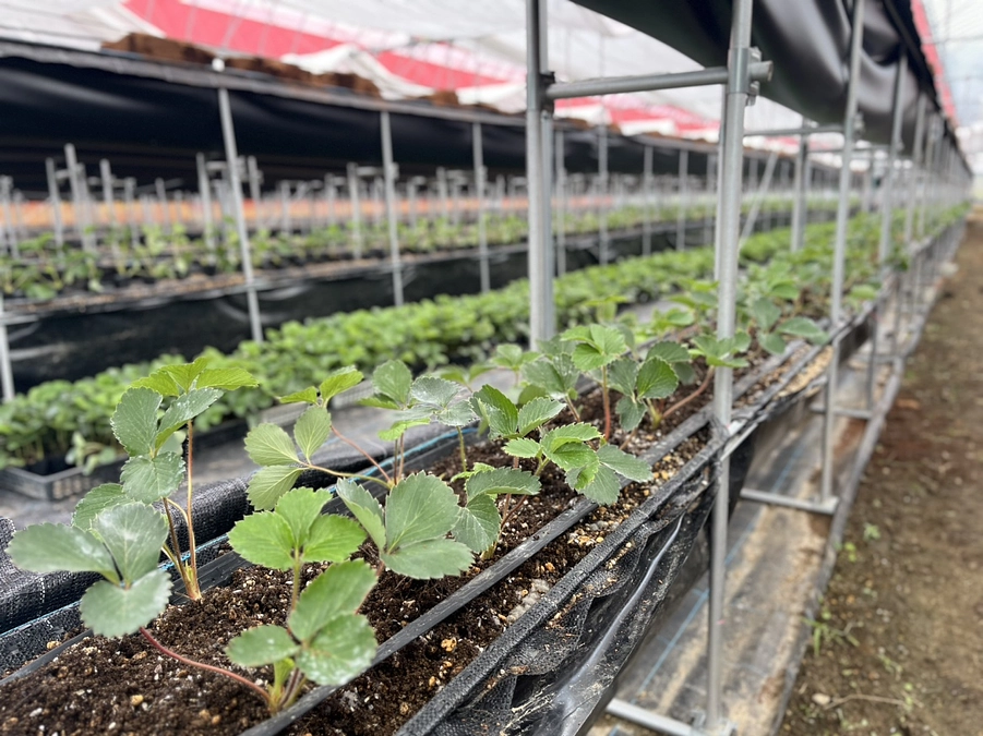 【活動報告⑭】苗の植え付けが始まっています