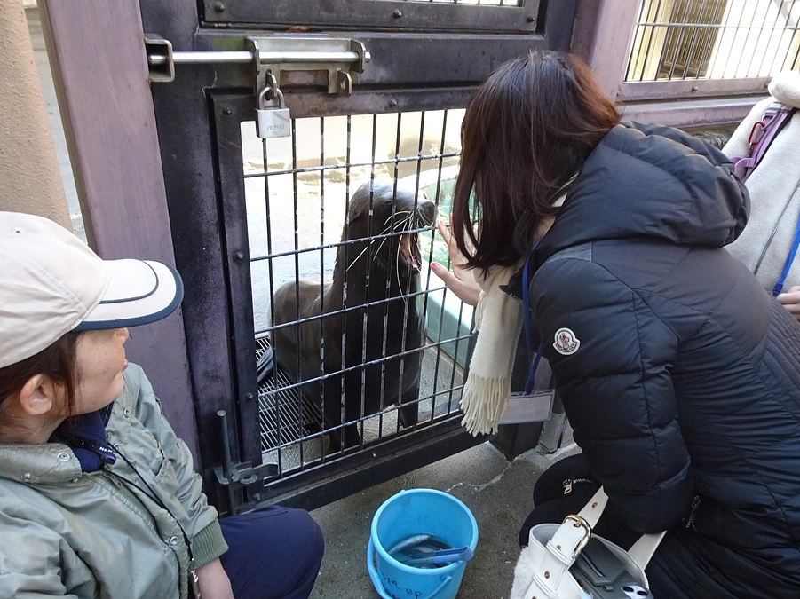 【実施しました】オットセイのトレーニング体験