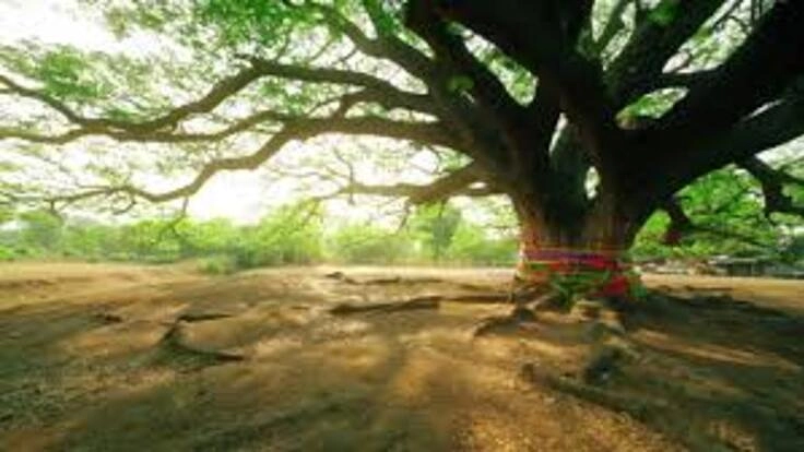 SDGs時代は､終活で社会支援！最期は､ほっこり終わら葬！