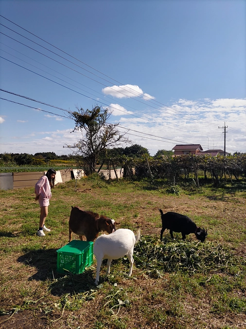 山羊たち