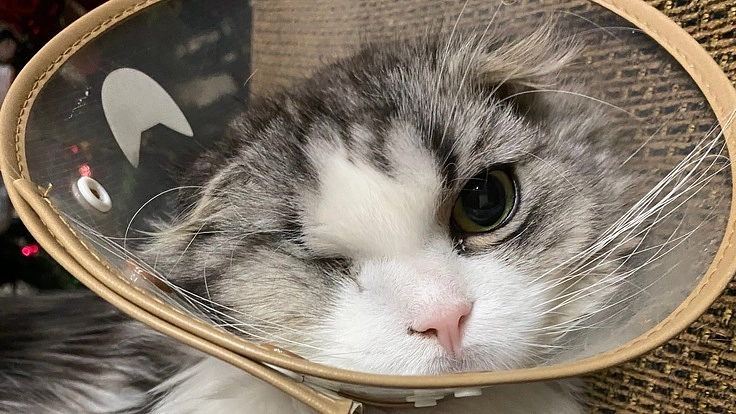 愛猫の空の病気が再発。もう一度皆さんのお力をお貸しください。