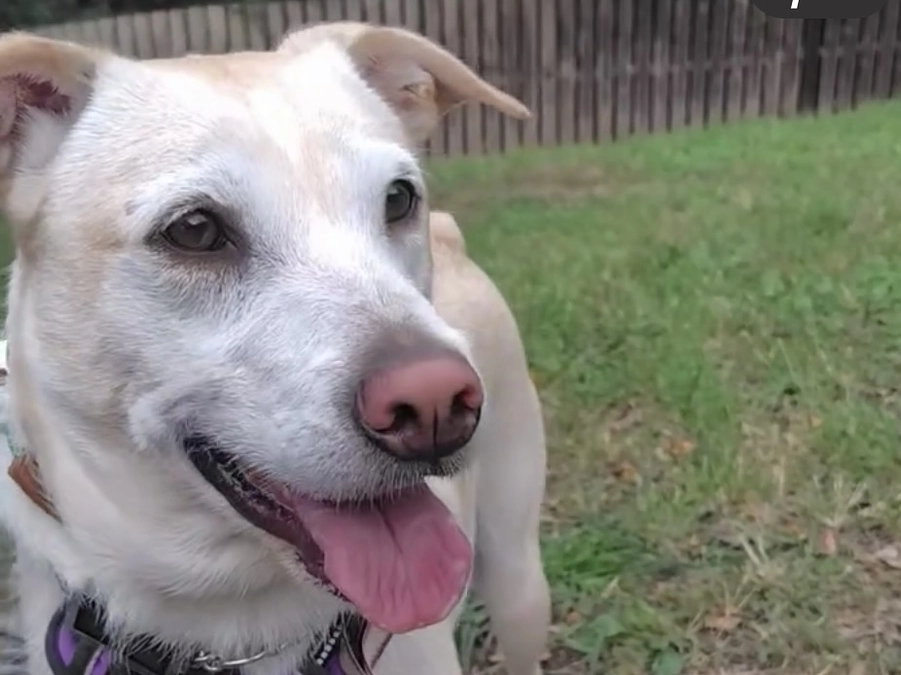 スタートしてから1か月。みなさまのご支援に感謝です。KDPのドッグランオープンデイに参加しました。