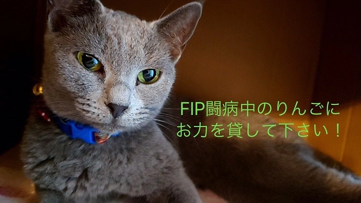 FIP(猫伝染性腹膜炎)と闘うりんごを助けて下さい！！