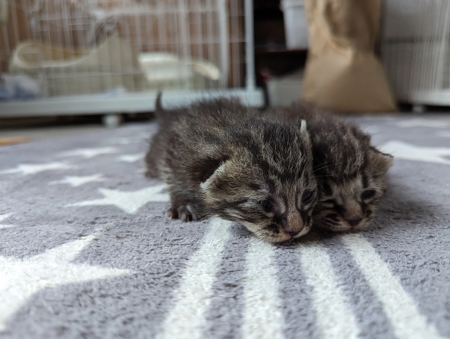 いつも変わらぬご支援誠にありがとうございます