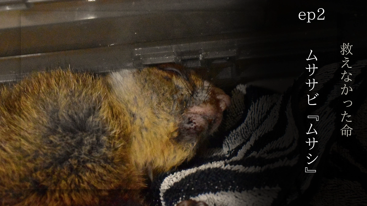【クラファン挑戦中】救えなかった命　ep.2 ムササビの『ムサシ』