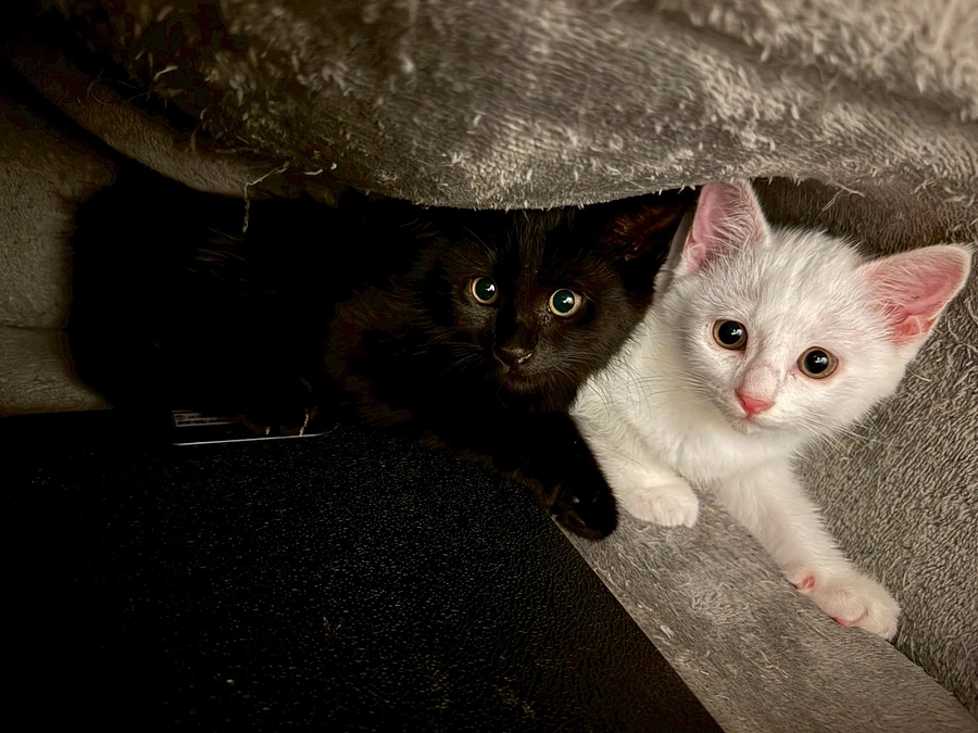 NOという勇気と優しさ